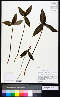 Trillium lancifolium image