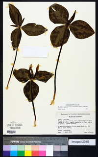 Trillium ludovicianum image