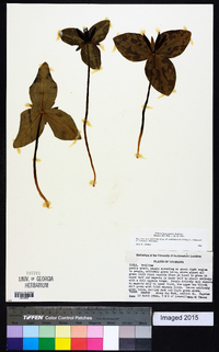 Trillium ludovicianum image