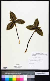 Trillium ludovicianum image