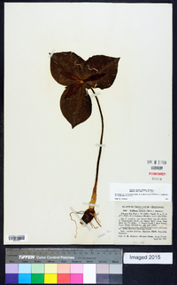 Trillium luteum image