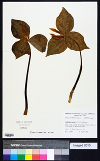 Trillium luteum image