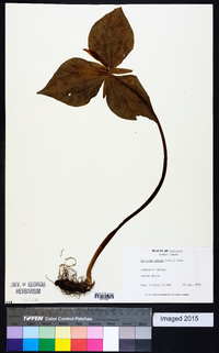 Trillium luteum image