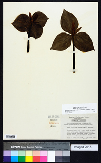 Trillium luteum image