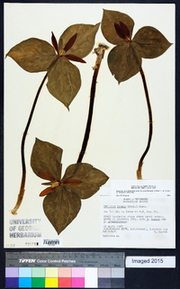 Trillium luteum image