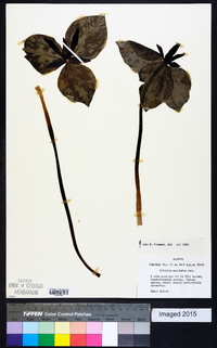 Trillium maculatum image