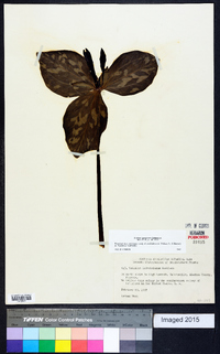 Trillium maculatum image