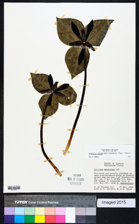 Trillium maculatum image