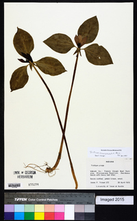 Trillium recurvatum image