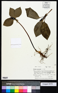 Trillium recurvatum image