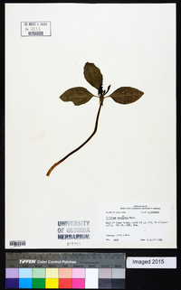 Trillium recurvatum image