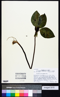 Trillium recurvatum image