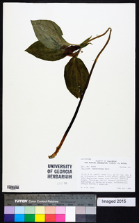 Trillium recurvatum image