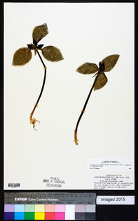 Trillium recurvatum image