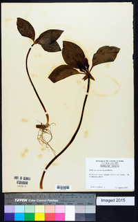 Trillium recurvatum image