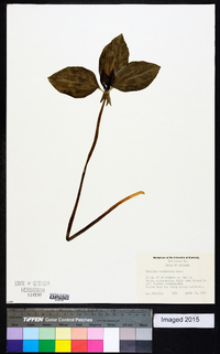 Trillium recurvatum image