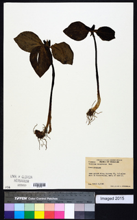 Trillium recurvatum image