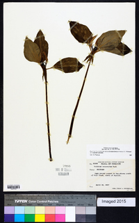 Trillium recurvatum image