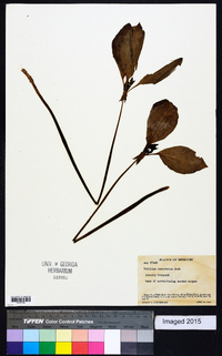 Trillium recurvatum image