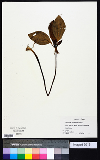 Trillium recurvatum image