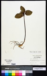 Trillium recurvatum image