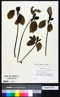 Trillium recurvatum image