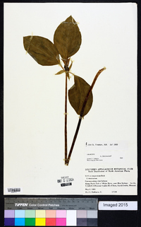 Trillium recurvatum image