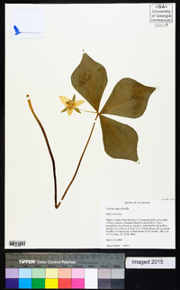 Trillium rugelii image