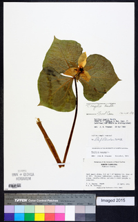 Trillium rugelii image