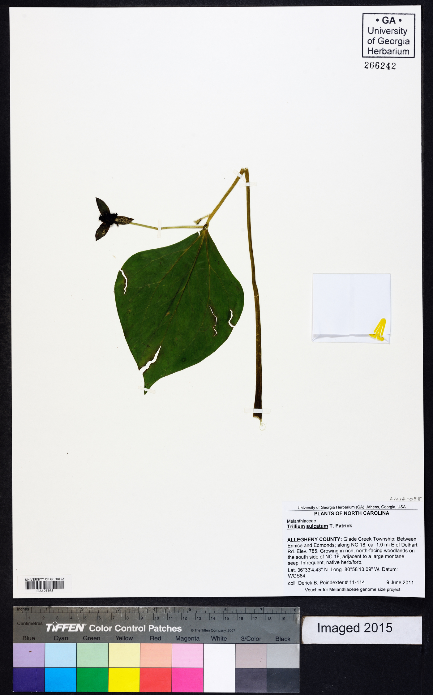 Trillium sulcatum image