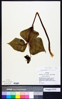 Trillium sulcatum image