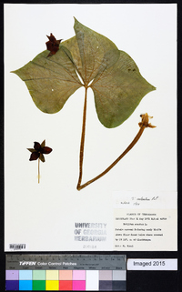 Trillium sulcatum image