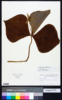 Trillium sulcatum image