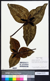 Trillium underwoodii image