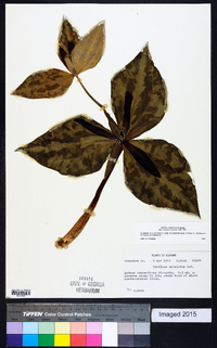 Trillium underwoodii image