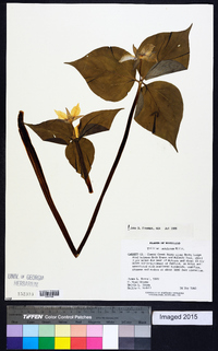 Trillium undulatum image