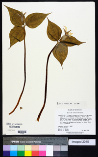 Trillium undulatum image