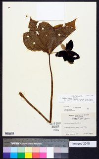 Trillium vaseyi image