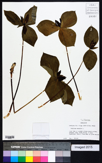 Trillium sessile image