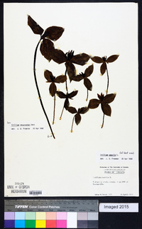 Trillium recurvatum image