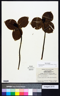 Trillium sessile image