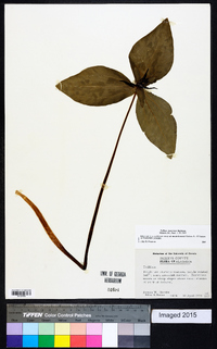 Trillium stamineum image