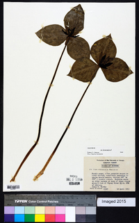 Trillium stamineum image