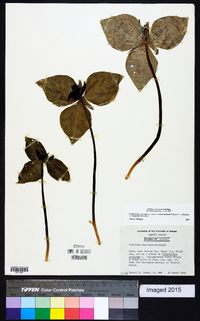 Trillium stamineum image