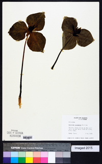 Trillium stamineum image