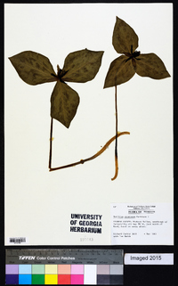 Trillium stamineum image