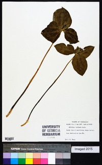 Trillium stamineum image