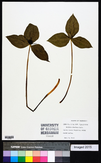 Trillium stamineum image