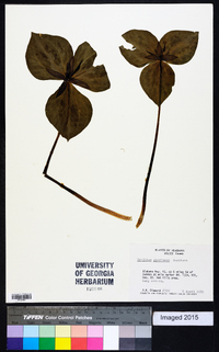 Trillium stamineum image