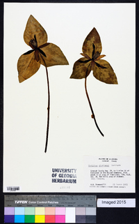 Trillium stamineum image